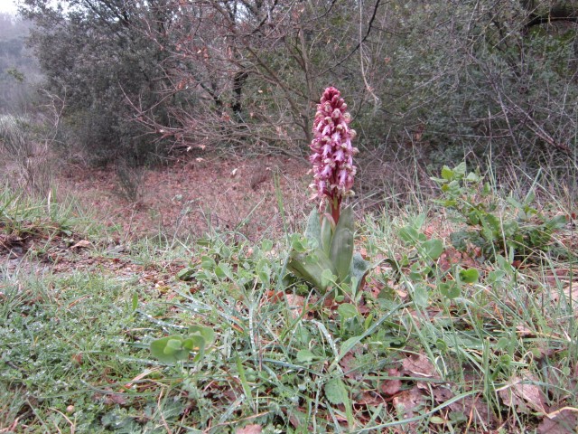 Languedoc, Wilde orchidee